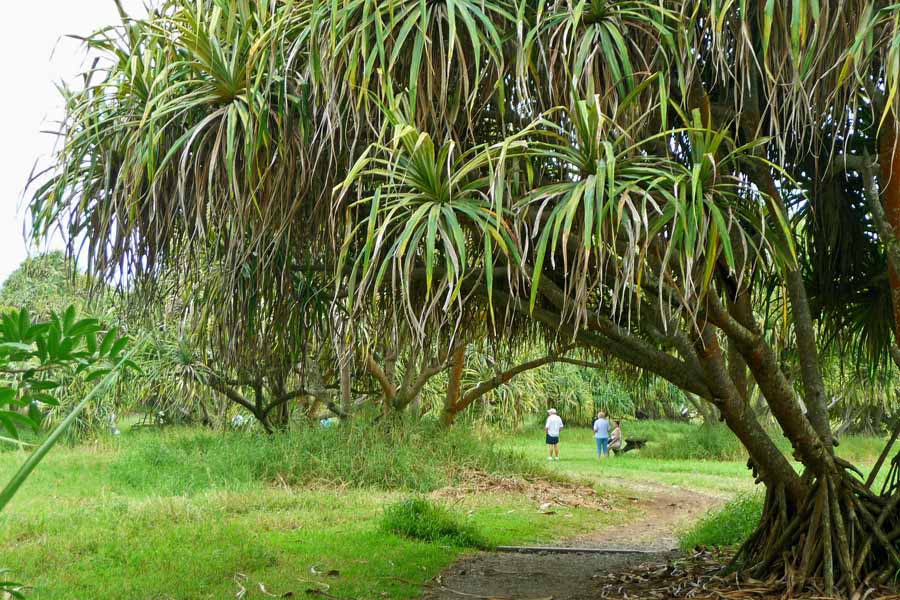 Pools Of Oheo People on Path & Lauhala Trees