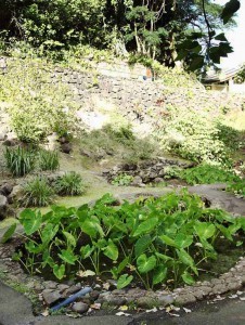 Growing Taro In Iao