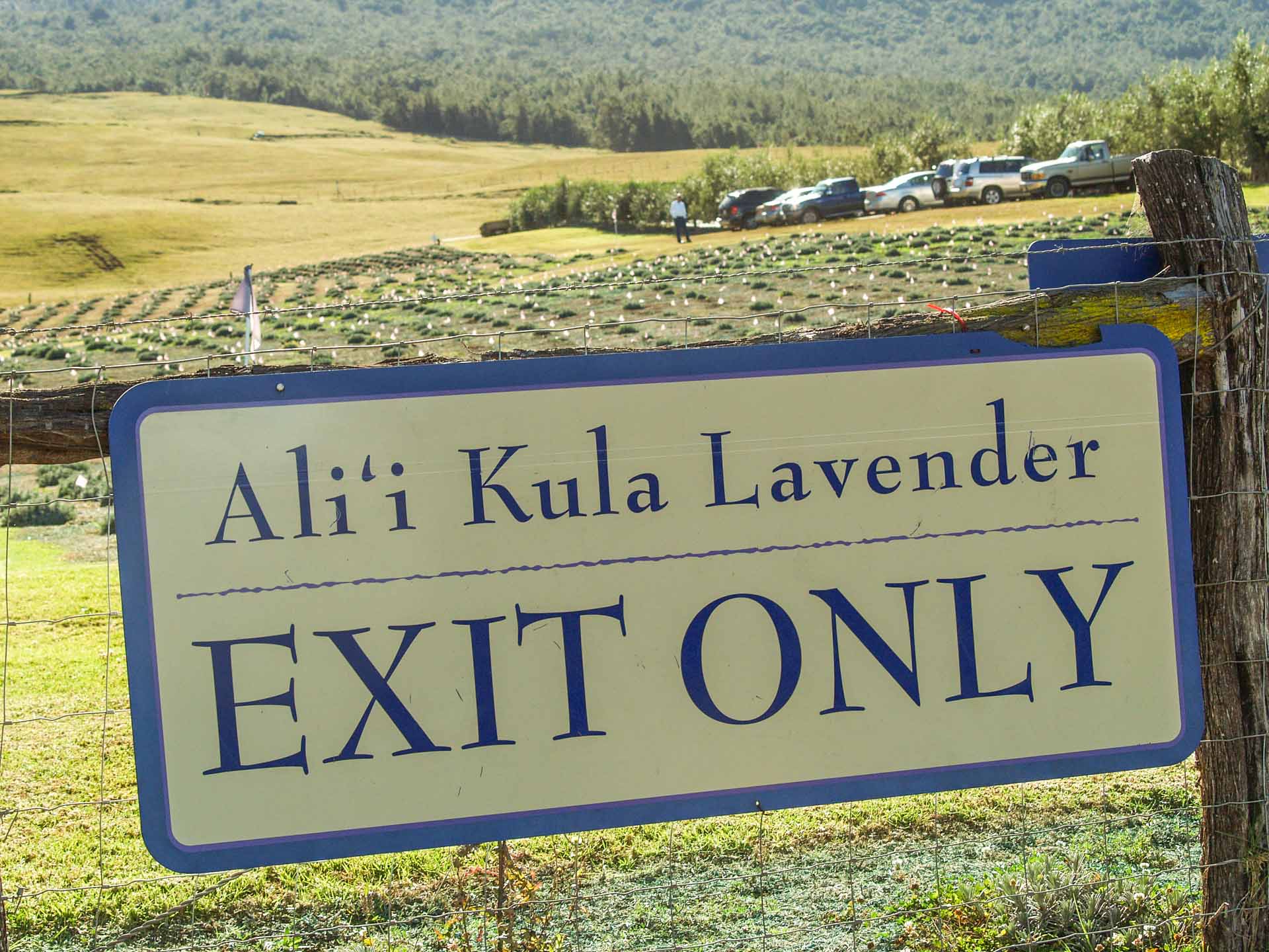 alii kula lavender exit sign