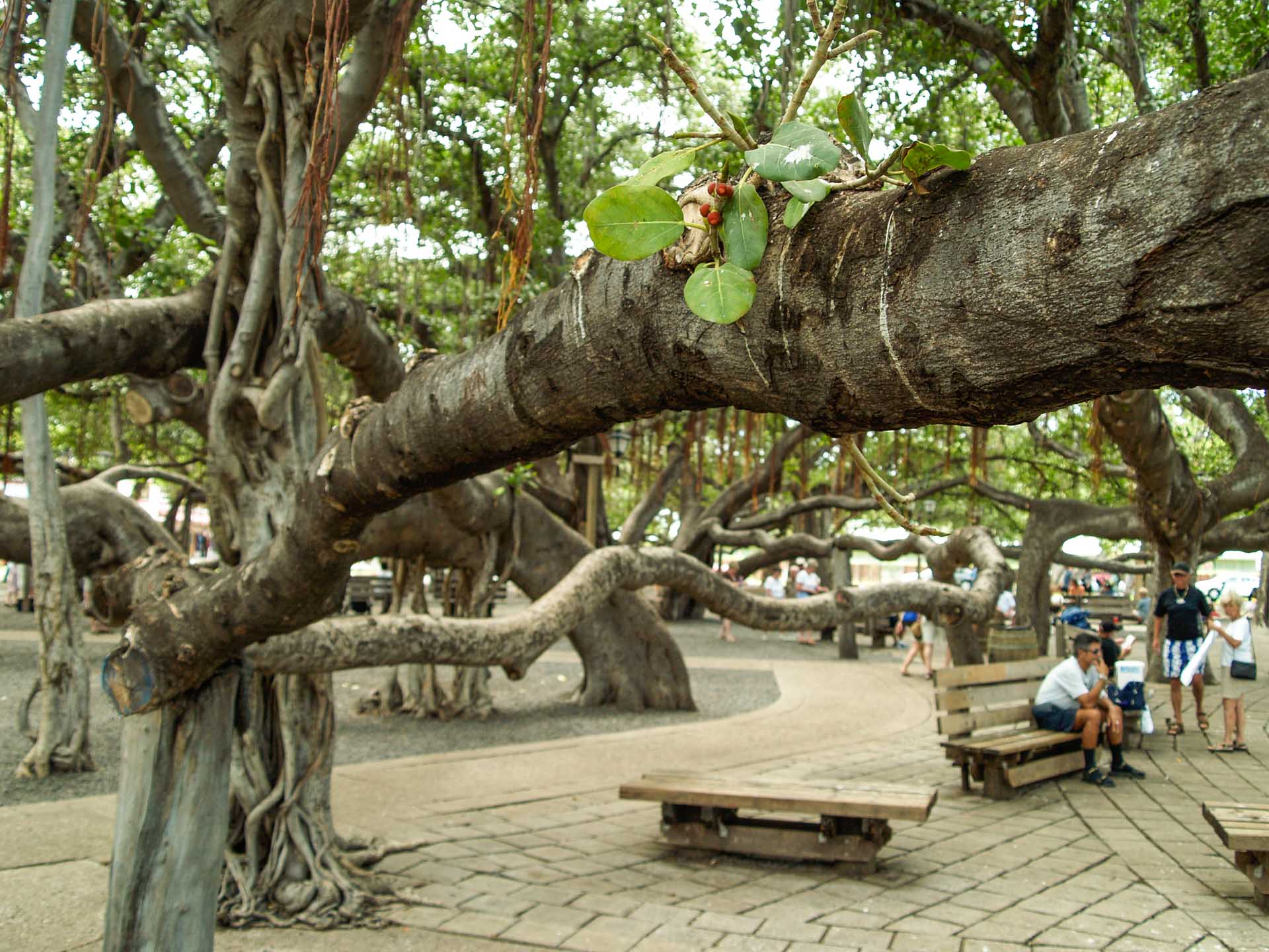 berries on banyan tree maui