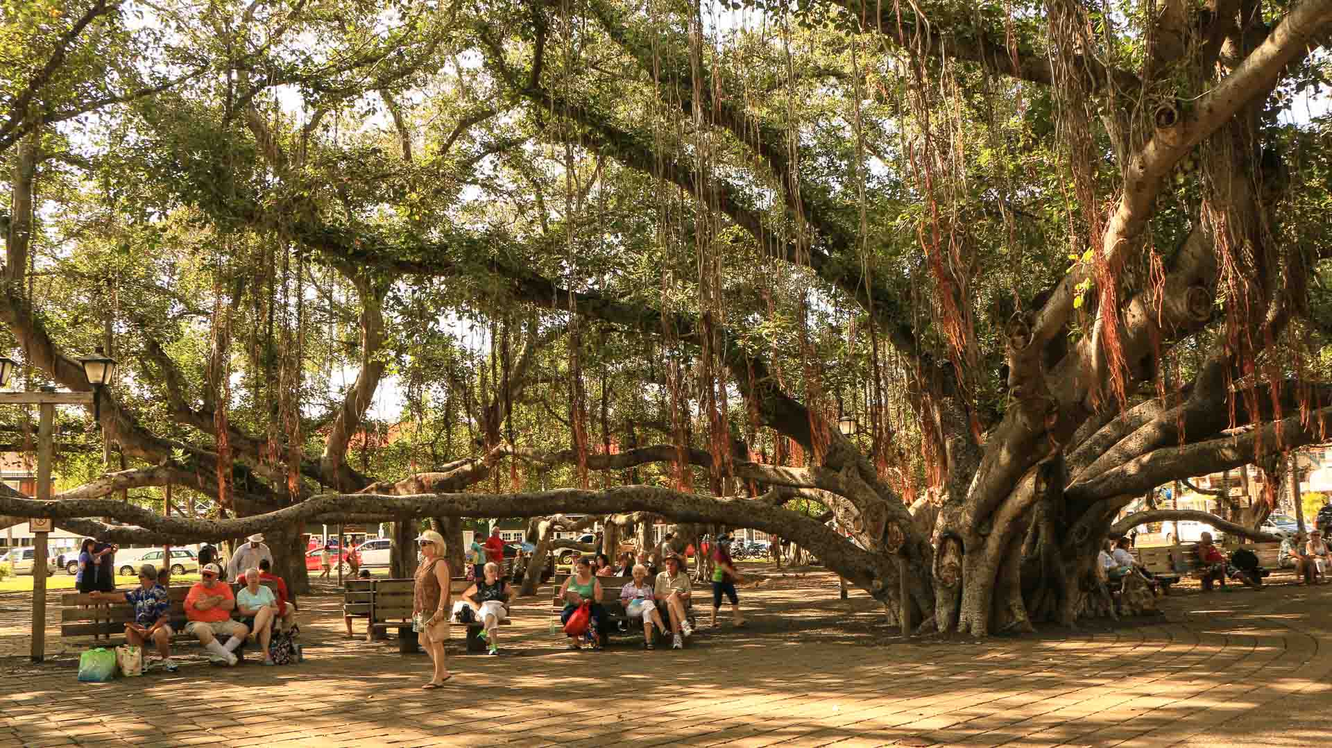 visitors under lahaina banyan tree